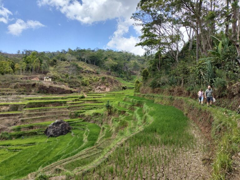 Golorenda Walking train in Ruteng