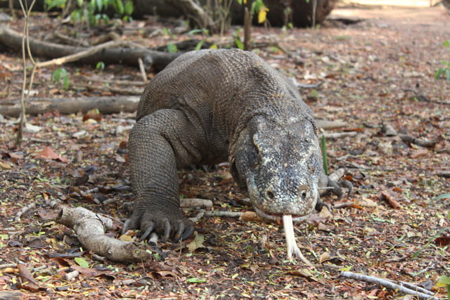 Flores & Komodo Island | One of Must Visit Island in Indonesia