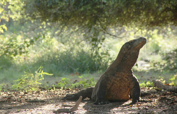 Best Way To Go To Komodo Island