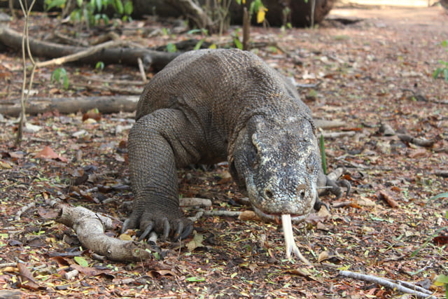 2 days 1 night boat trip to komodo island