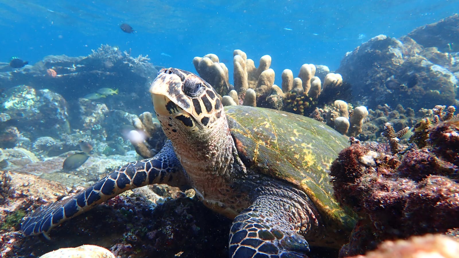Komodo Tour 4 Days 3 Nights in Indonesia