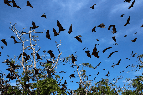 Flores Snorkeling & Sighseeing tour 5 days in indonesia