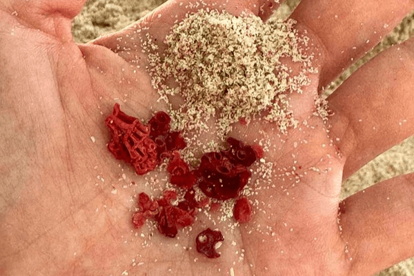 Komodo Shore excursion for cruiseship pessanger